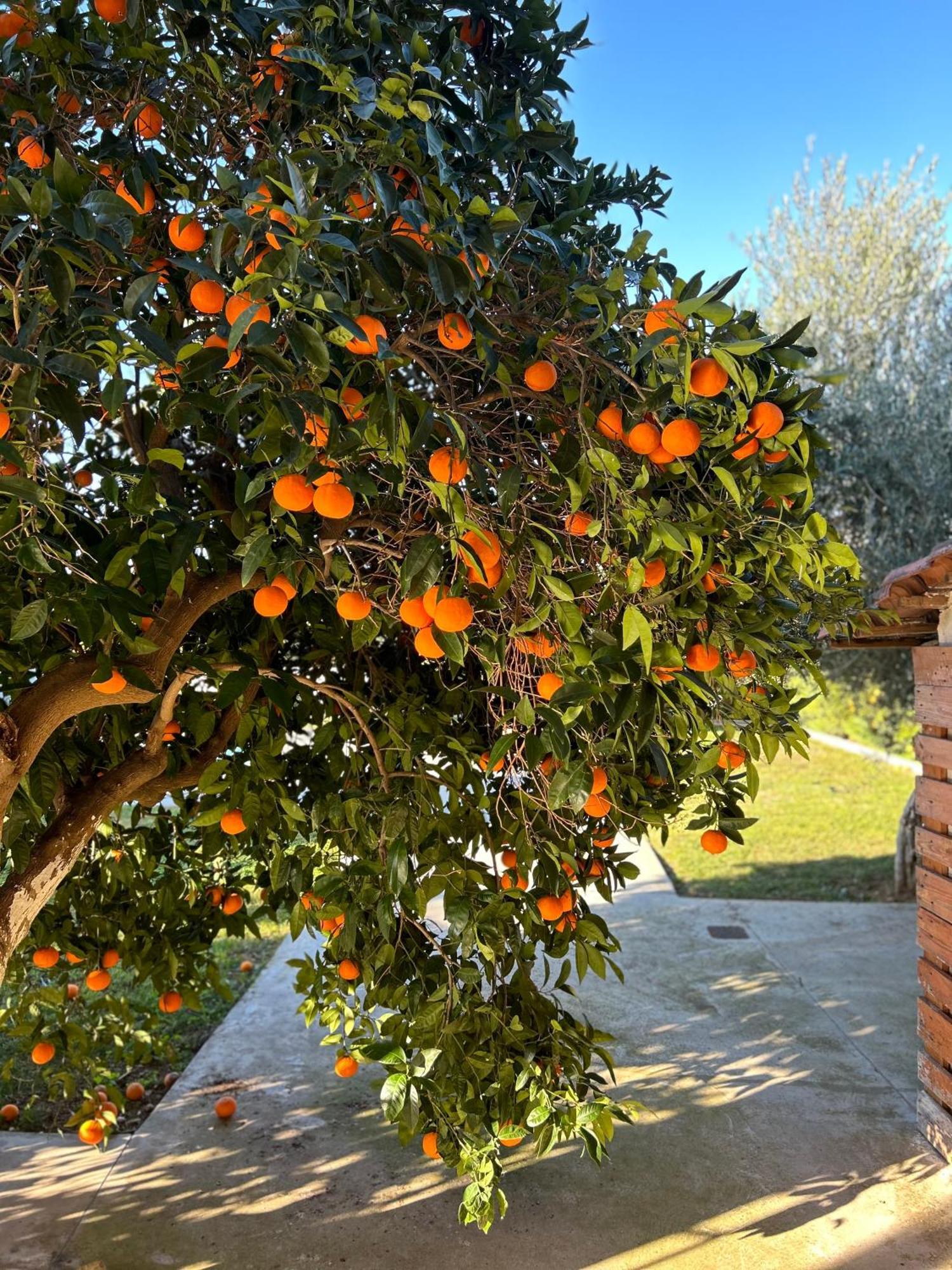 纳夫普利翁The Orange Garden公寓 外观 照片